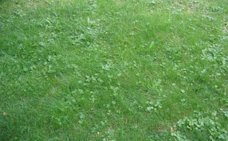 Rasen-mit-Unkraut Herbst