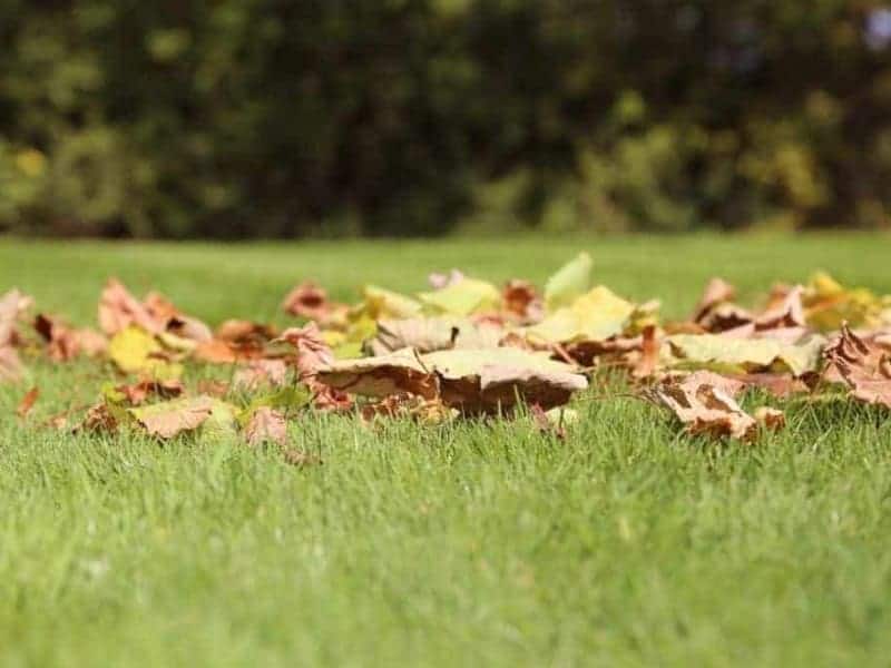 Rasenpfelge-im-Herbst Herbst